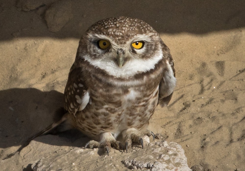 Spotted Owlet - ML205996281