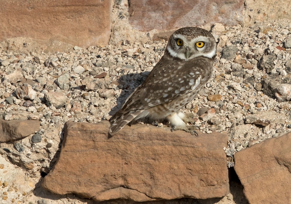 Spotted Owlet - ML205996301