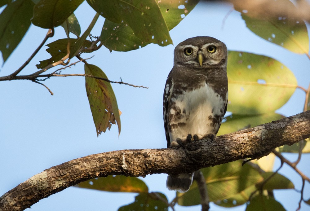 Forest Owlet - Lars Petersson | My World of Bird Photography