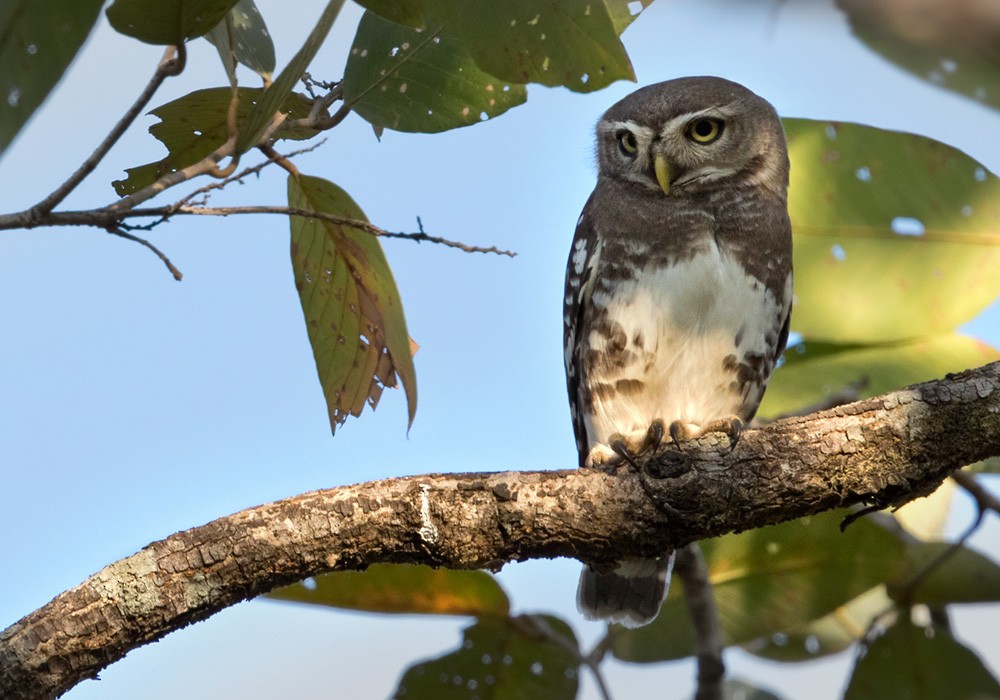 Forest Owlet - ML205996321