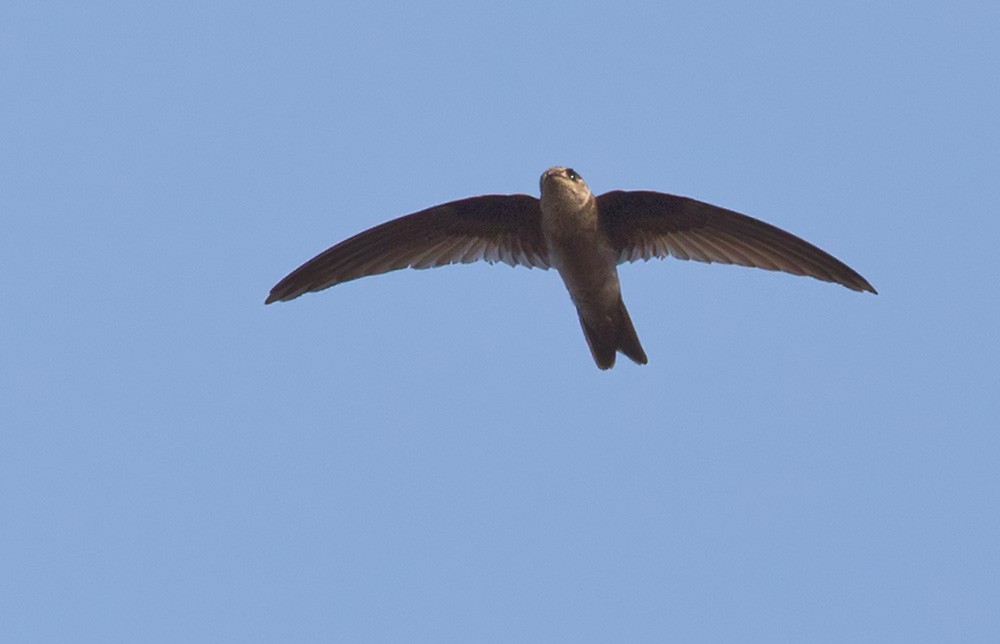 Indian Swiftlet - Lars Petersson | My World of Bird Photography
