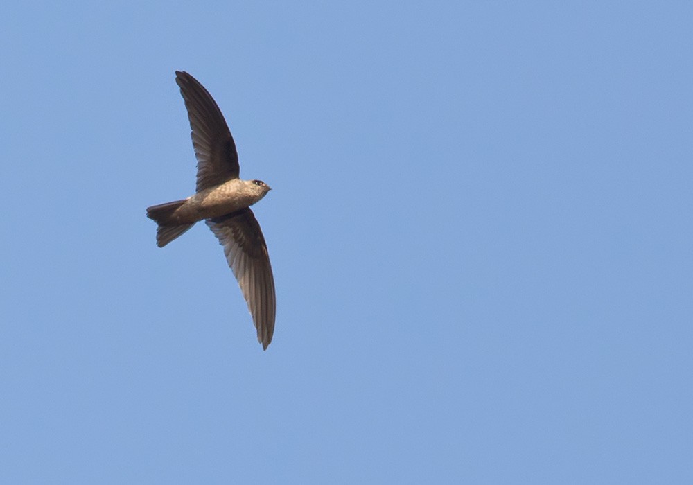 Indian Swiftlet - Lars Petersson | My World of Bird Photography
