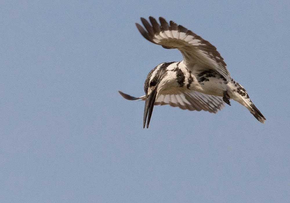 Pied Kingfisher - Lars Petersson | My World of Bird Photography