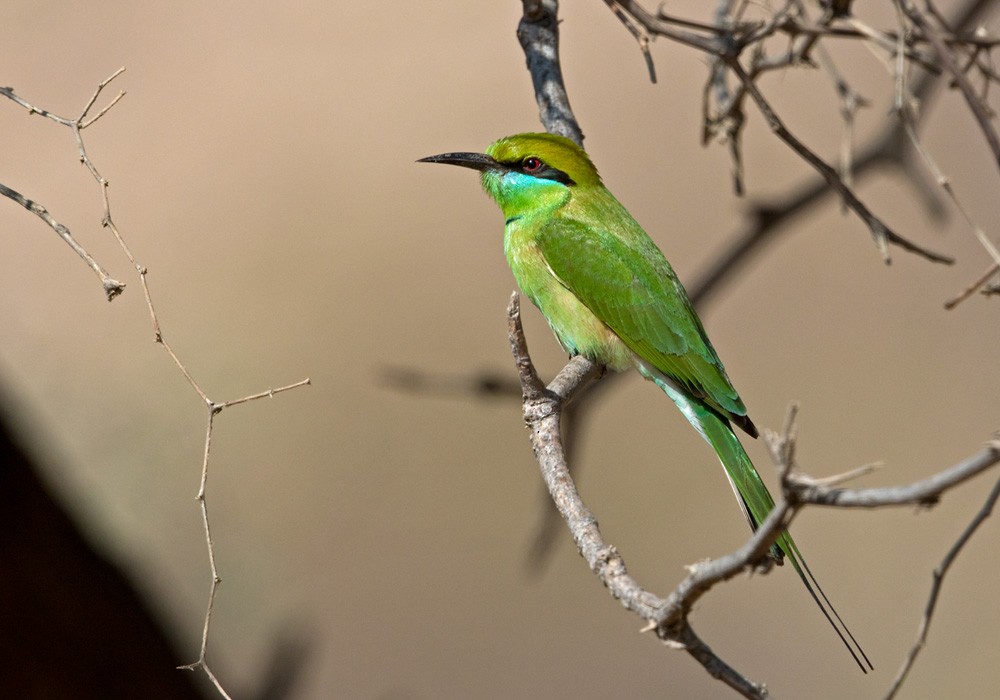 Asian Green Bee-eater - ML205996471