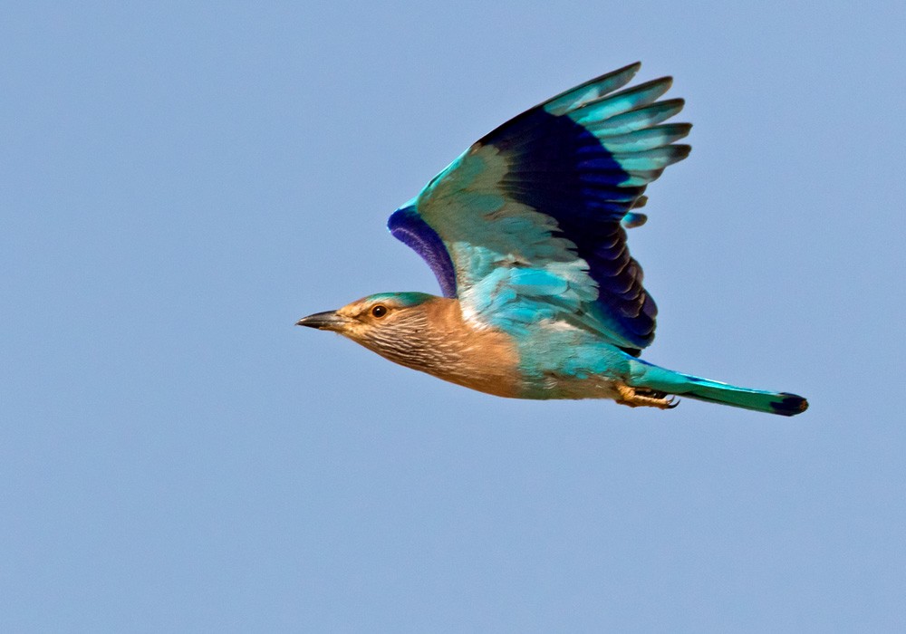Indian Roller - Lars Petersson | My World of Bird Photography