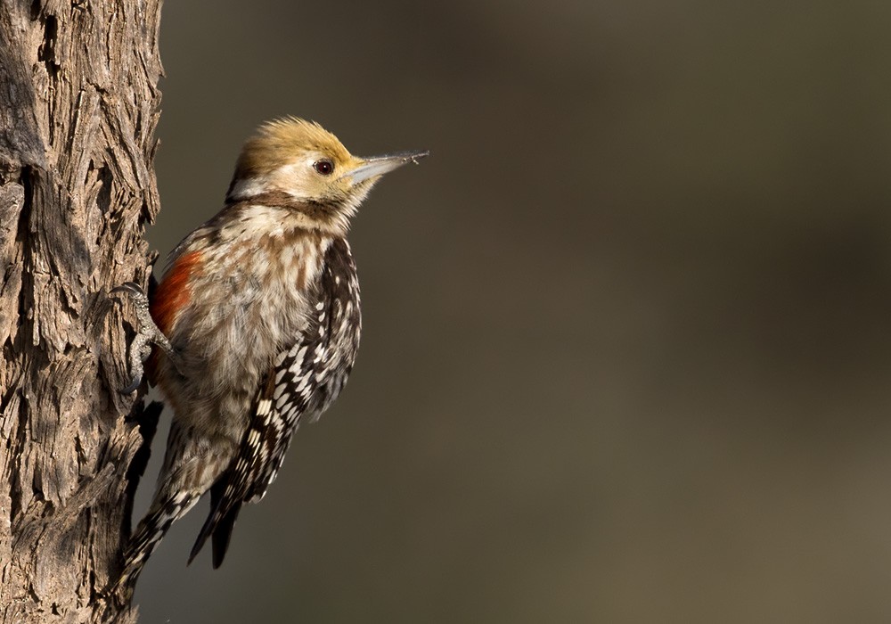 Yellow-crowned Woodpecker - Lars Petersson | My World of Bird Photography