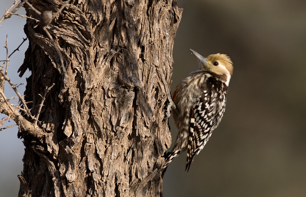 Yellow-crowned Woodpecker - Lars Petersson | My World of Bird Photography