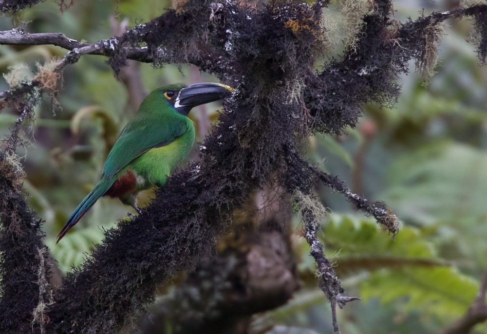 Southern Emerald-Toucanet (Black-billed) - Lars Petersson | My World of Bird Photography
