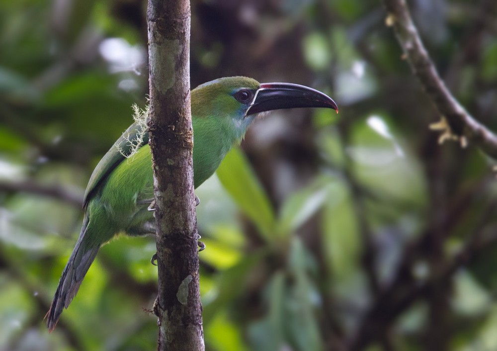 Chestnut-tipped Toucanet - Lars Petersson | My World of Bird Photography