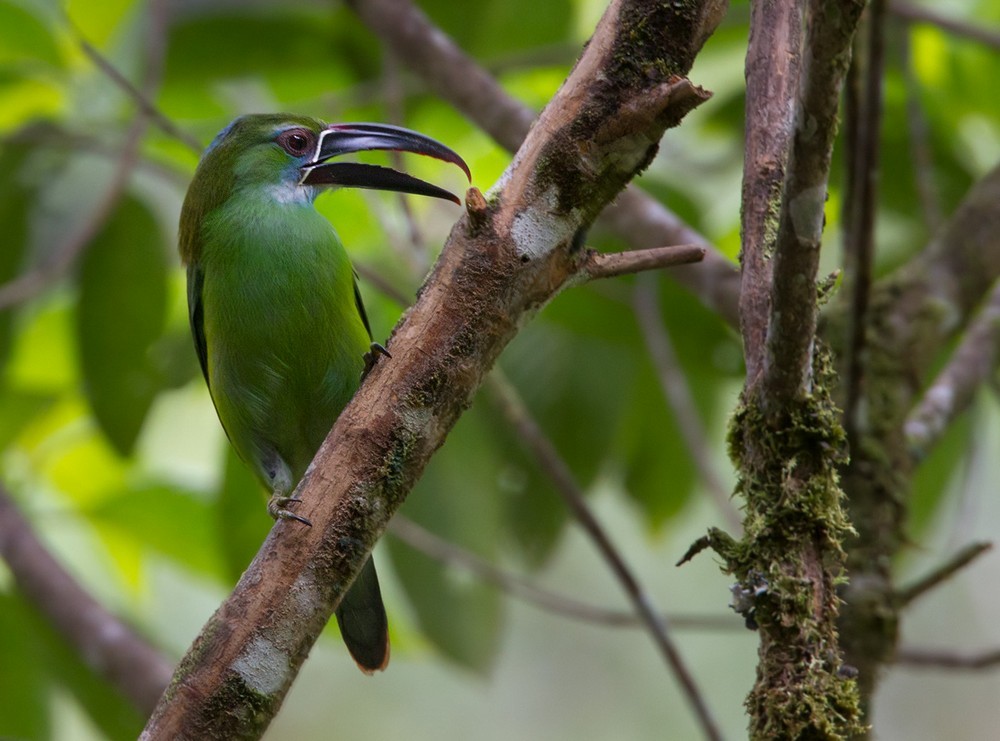 Chestnut-tipped Toucanet - Lars Petersson | My World of Bird Photography