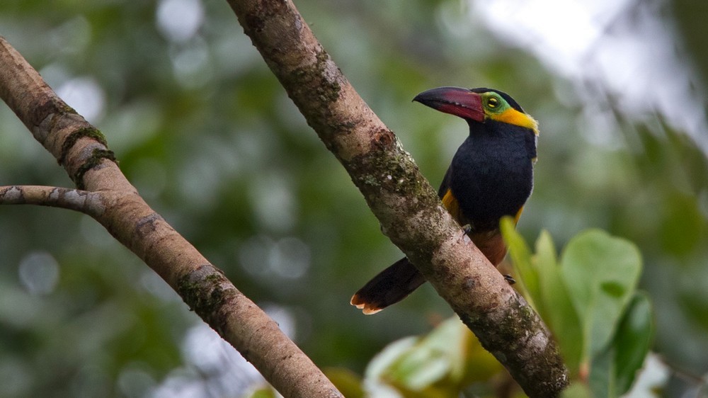 Golden-collared Toucanet (Red-billed) - Lars Petersson | My World of Bird Photography
