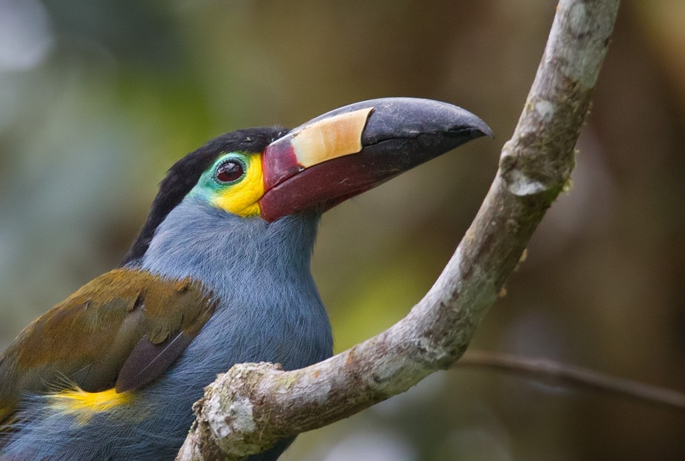 Plate-billed Mountain-Toucan - Lars Petersson | My World of Bird Photography