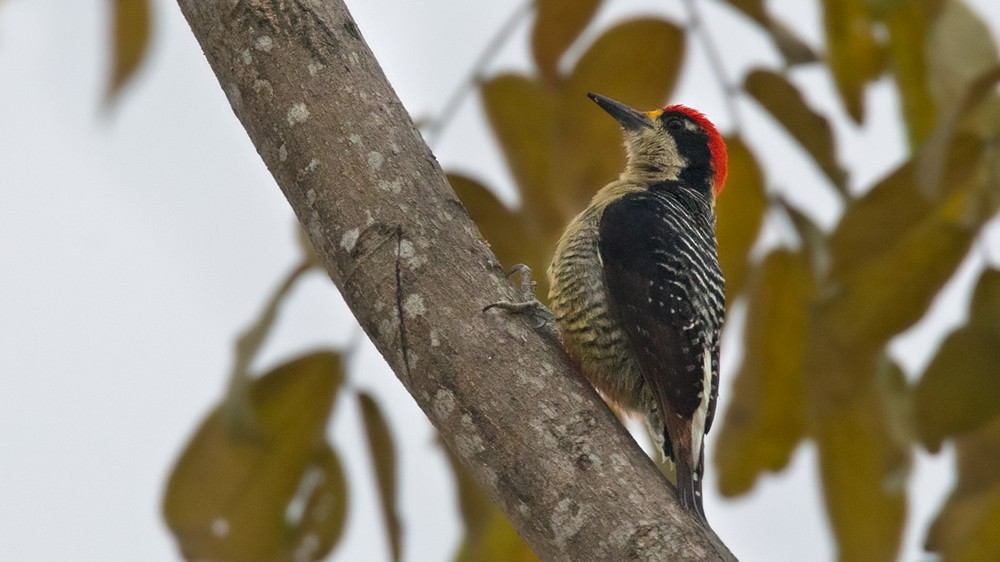 Black-cheeked Woodpecker - Lars Petersson | My World of Bird Photography