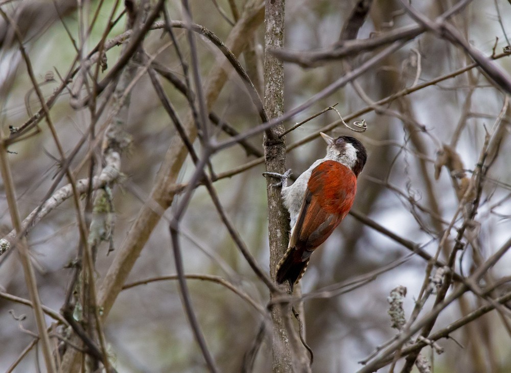 Scarlet-backed Woodpecker - ML205996771