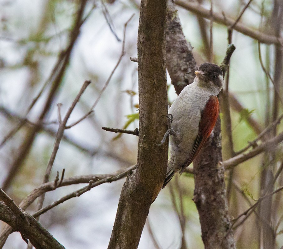 Scarlet-backed Woodpecker - ML205996781