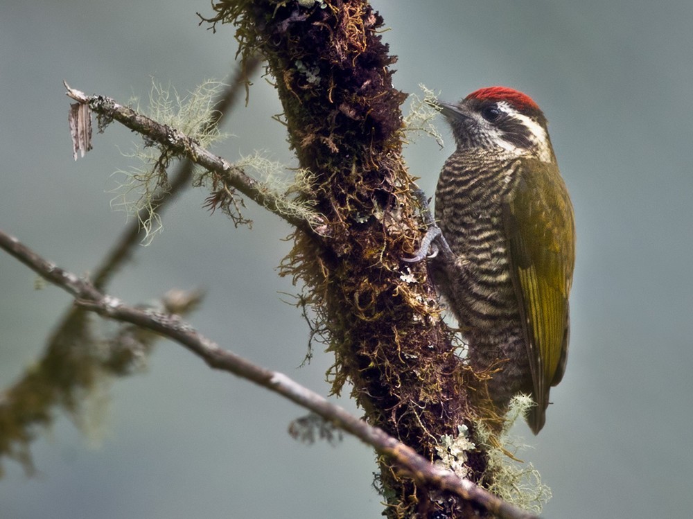 Bar-bellied Woodpecker - ML205996791