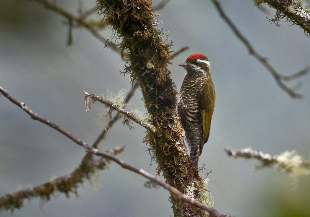 Bar-bellied Woodpecker - Lars Petersson | My World of Bird Photography