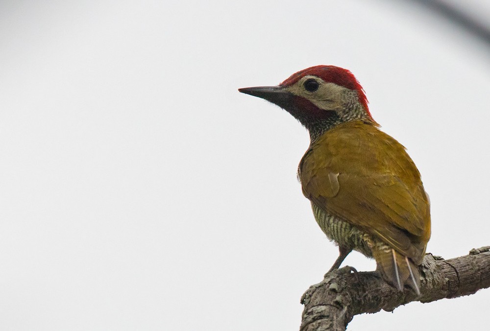 Golden-olive Woodpecker - Lars Petersson | My World of Bird Photography