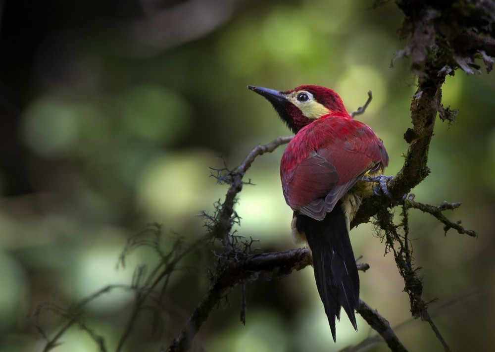 Crimson-mantled Woodpecker (Crimson-mantled) - ML205996821
