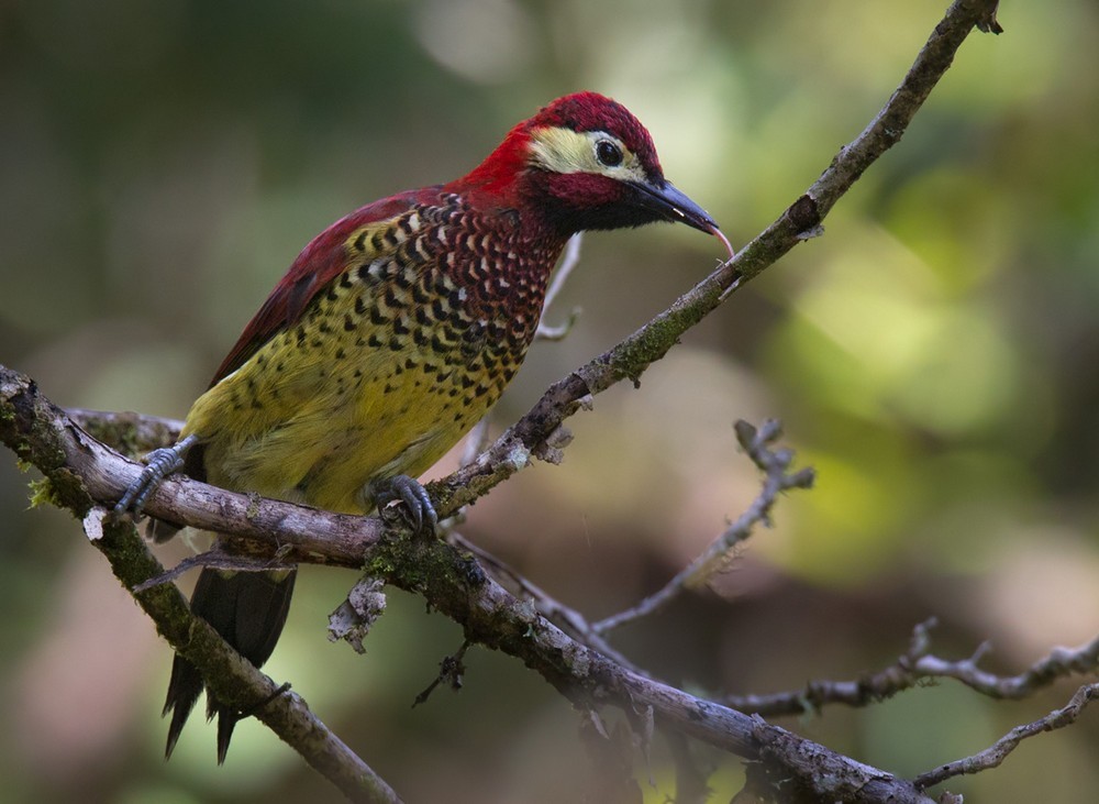 Crimson-mantled Woodpecker (Crimson-mantled) - ML205996831