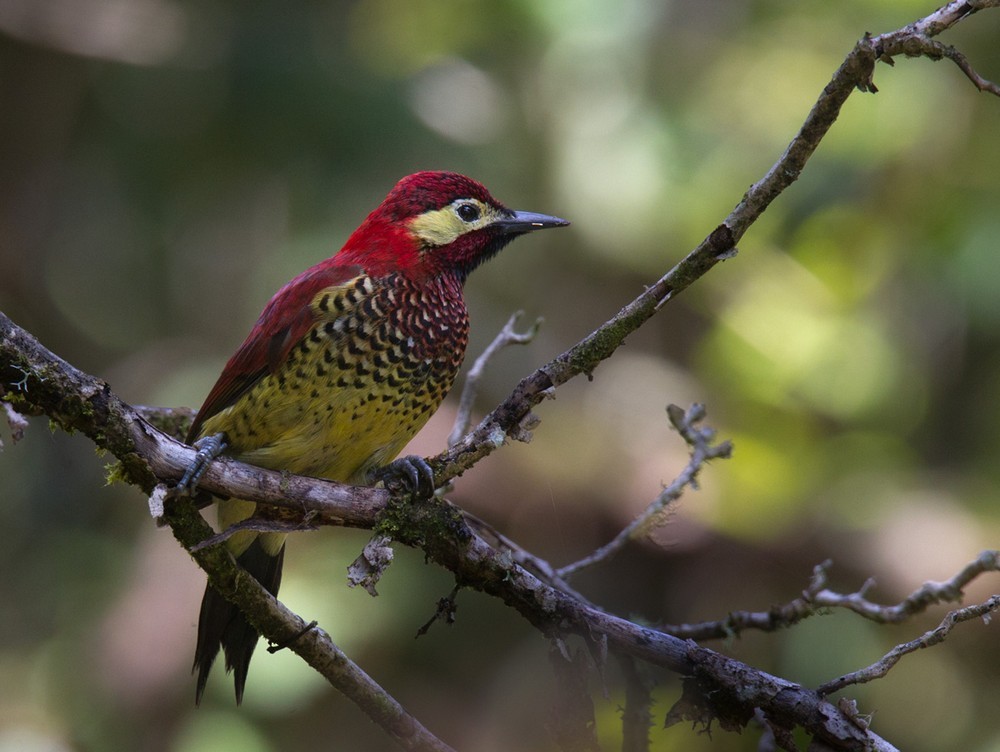 Crimson-mantled Woodpecker (Crimson-mantled) - Lars Petersson | My World of Bird Photography