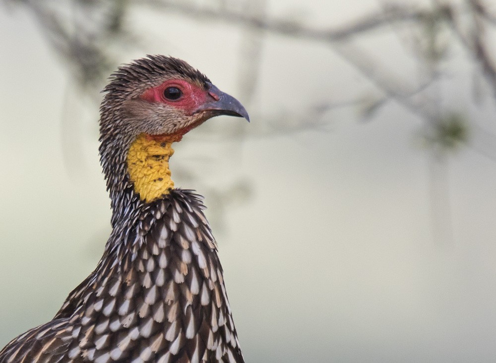 Yellow-necked Spurfowl - Lars Petersson | My World of Bird Photography