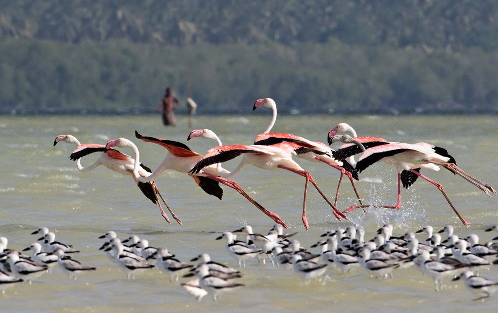 Greater Flamingo - Lars Petersson | My World of Bird Photography
