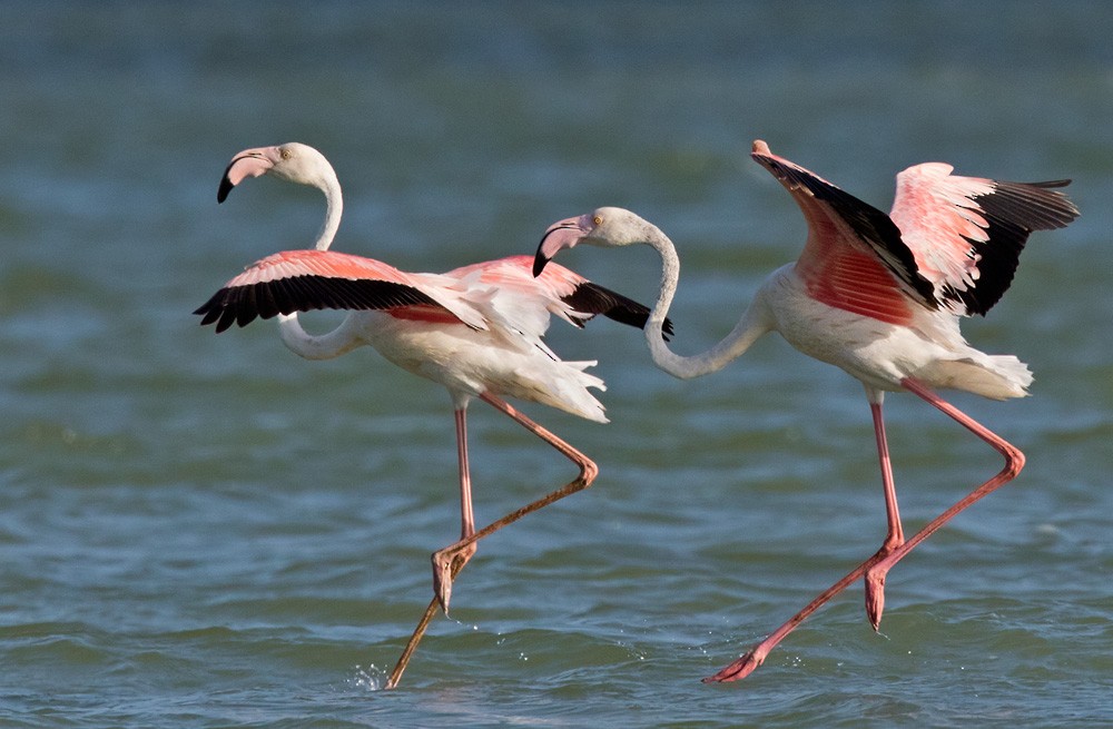 Greater Flamingo - Lars Petersson | My World of Bird Photography