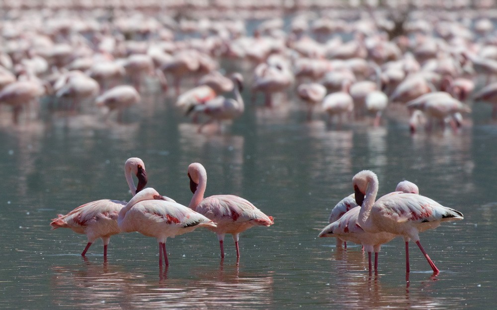 Lesser Flamingo - Lars Petersson | My World of Bird Photography