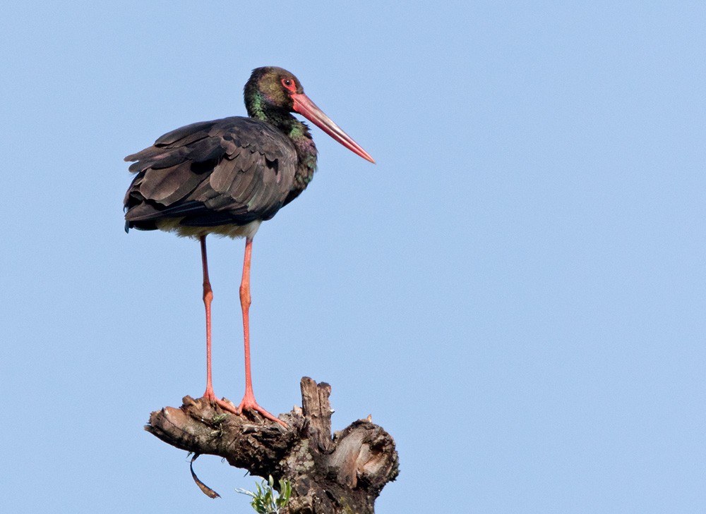 Black Stork - Lars Petersson | My World of Bird Photography