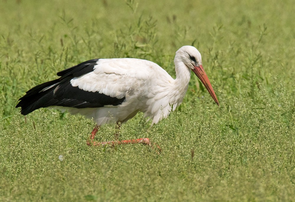 White Stork - Lars Petersson | My World of Bird Photography