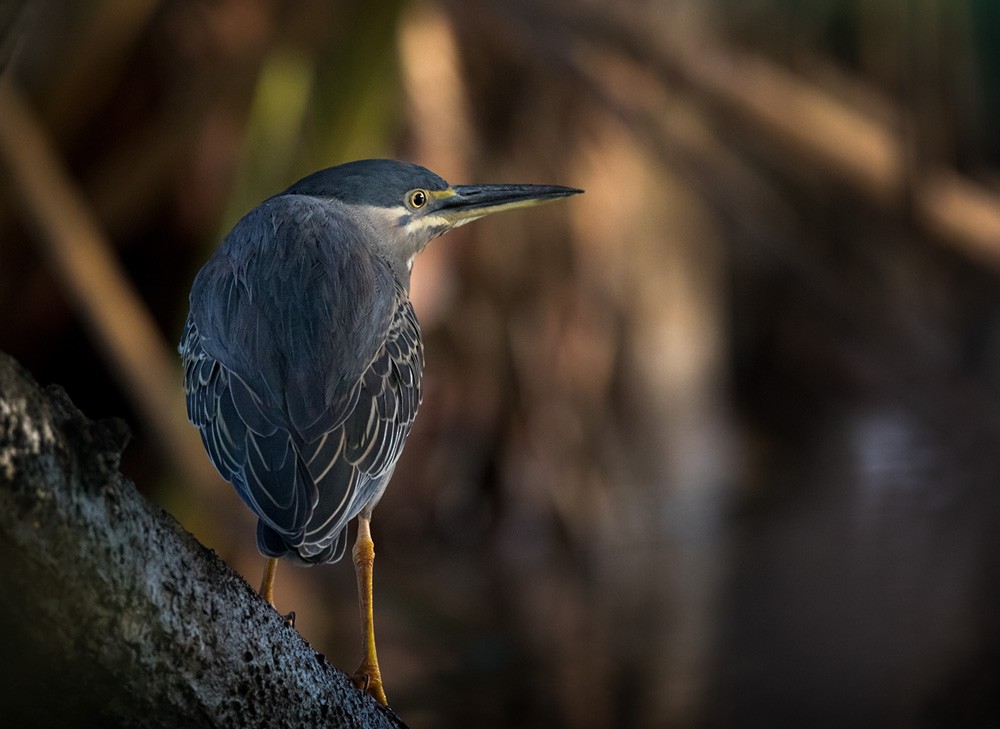 Striated Heron (Old World) - Lars Petersson | My World of Bird Photography
