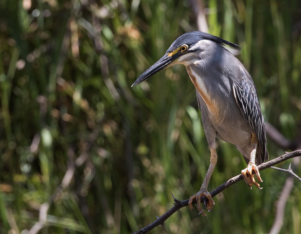 Striated Heron (Old World) - Lars Petersson | My World of Bird Photography