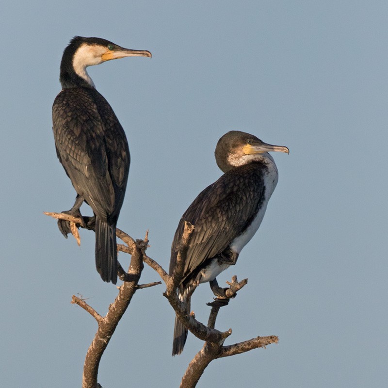 Great Cormorant (White-breasted) - Lars Petersson | My World of Bird Photography