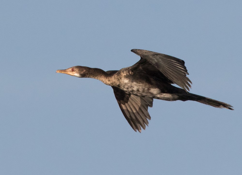 Long-tailed Cormorant - ML205997091