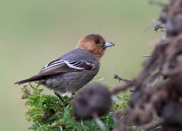 Red-throated Tit eBird