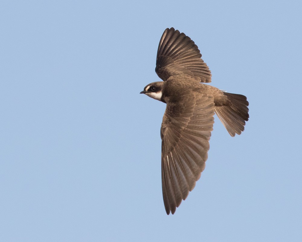 Banded Martin - Lars Petersson | My World of Bird Photography