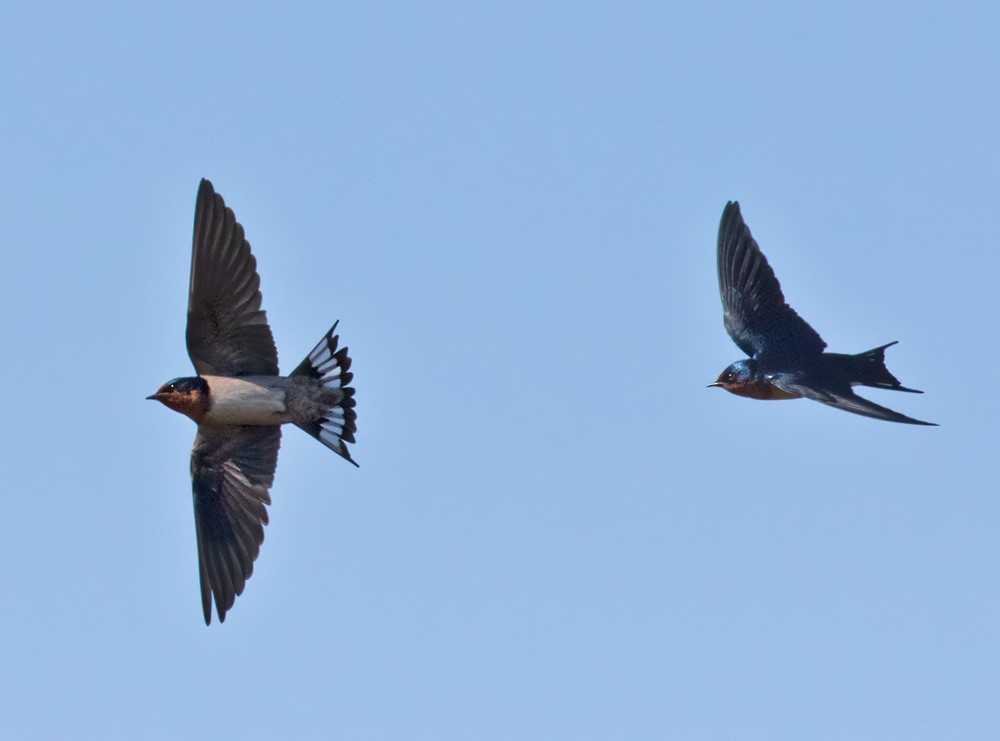 Angola Swallow - ML205997281