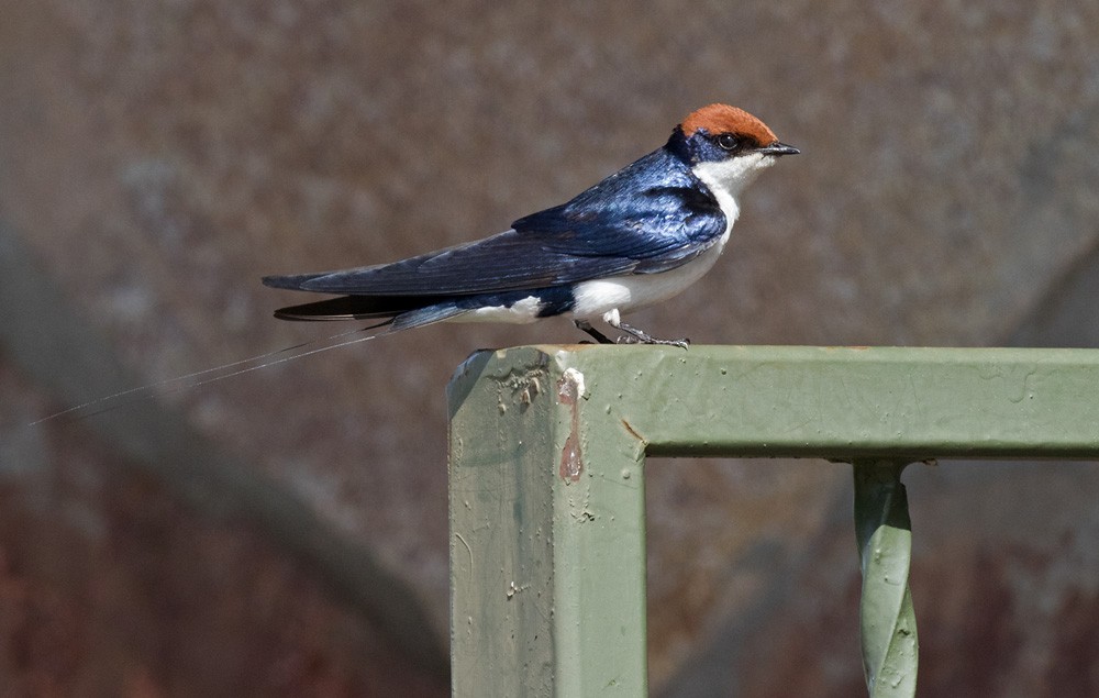 Wire-tailed Swallow - Lars Petersson | My World of Bird Photography