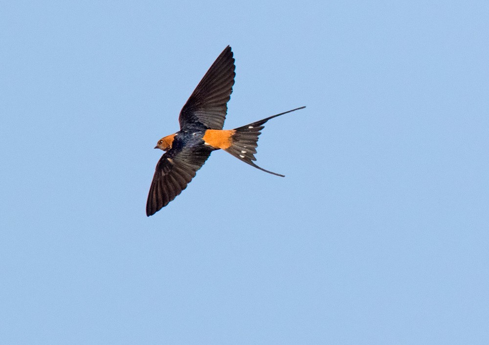 Lesser Striped Swallow - ML205997351