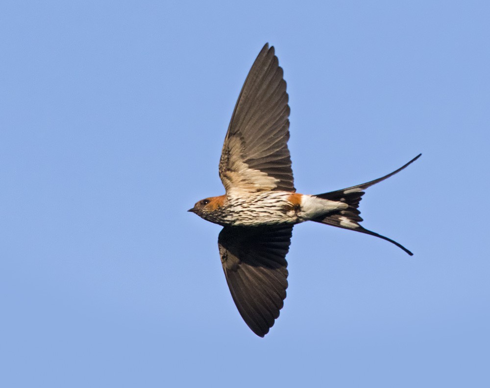 Lesser Striped Swallow - ML205997361