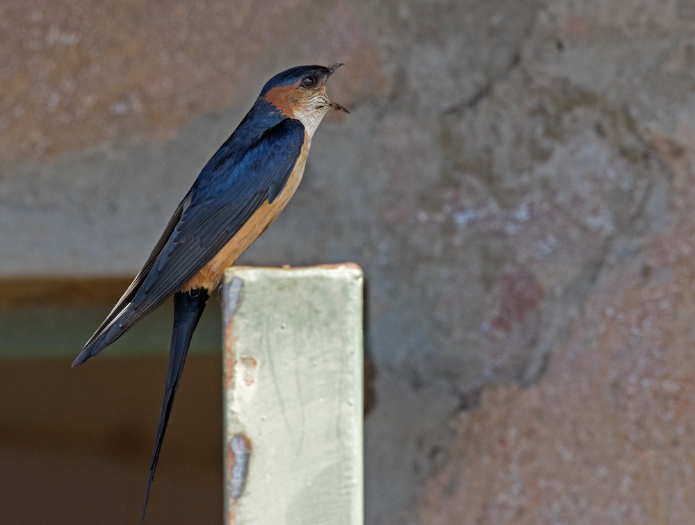 Red-rumped Swallow (Red-rumped) - Lars Petersson | My World of Bird Photography