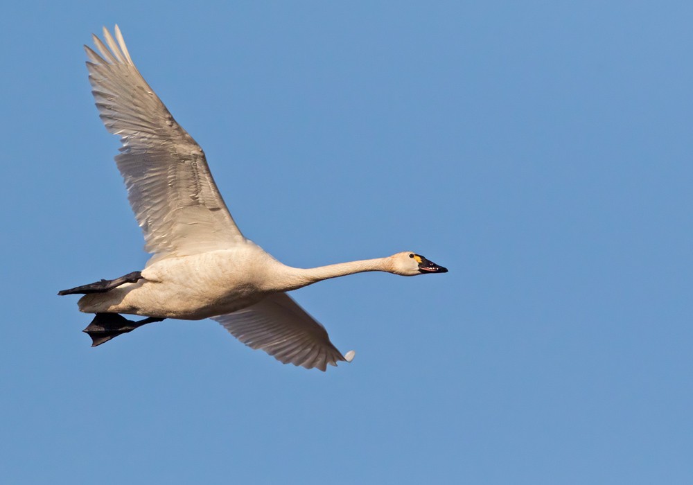 Tundra Swan (Whistling) - ML205997511