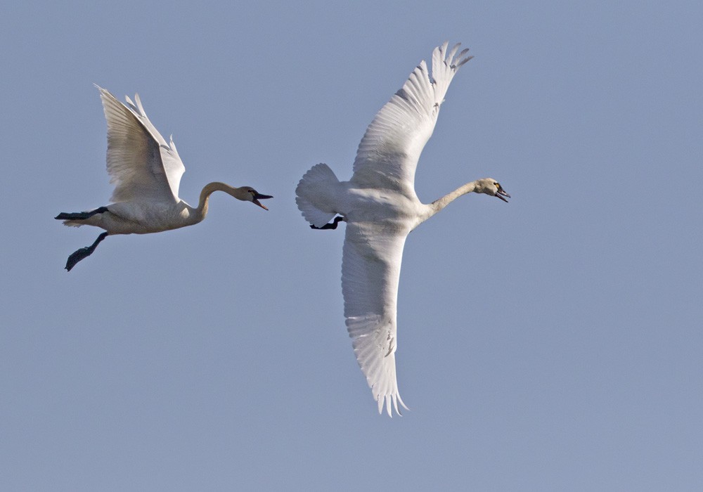 Tundra Swan (Whistling) - Lars Petersson | My World of Bird Photography