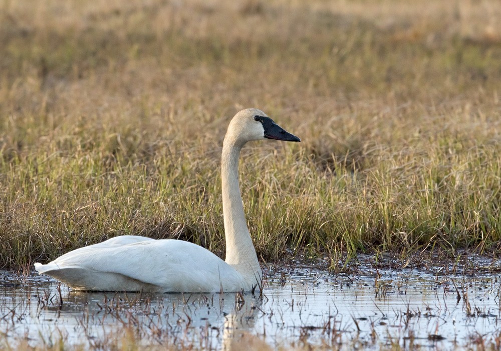 Tundra Swan (Whistling) - ML205997531