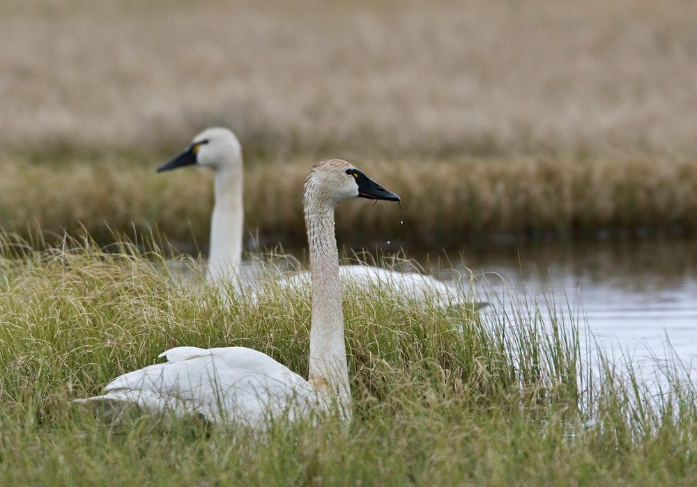 Tundra Swan (Whistling) - ML205997541