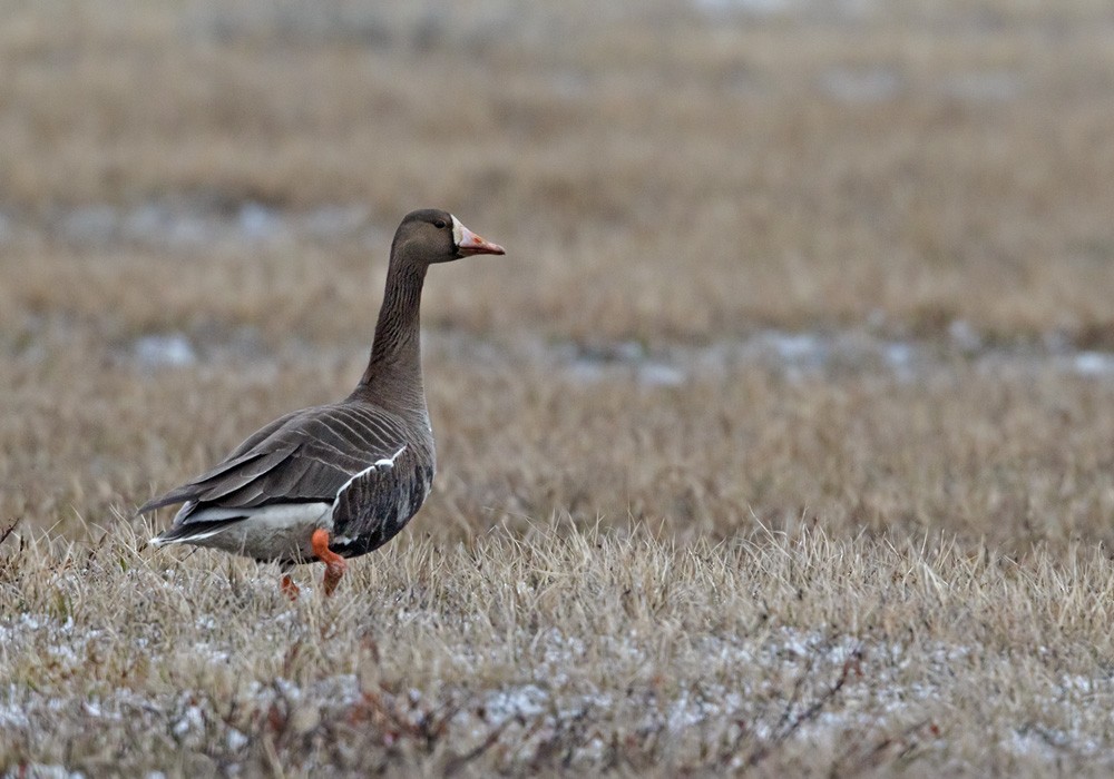 Greater White-fronted Goose (Western) - ML205997551