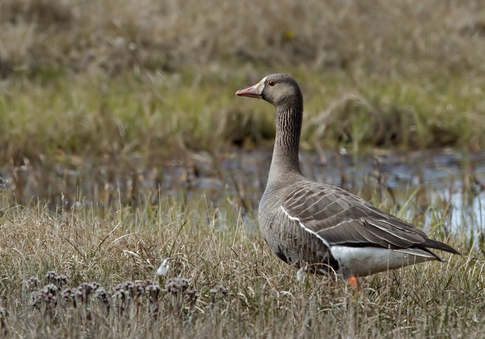 Greater White-fronted Goose (Western) - ML205997561