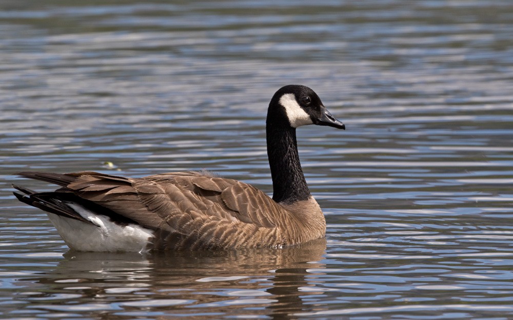 Canada Goose (canadensis Group) - Lars Petersson | My World of Bird Photography