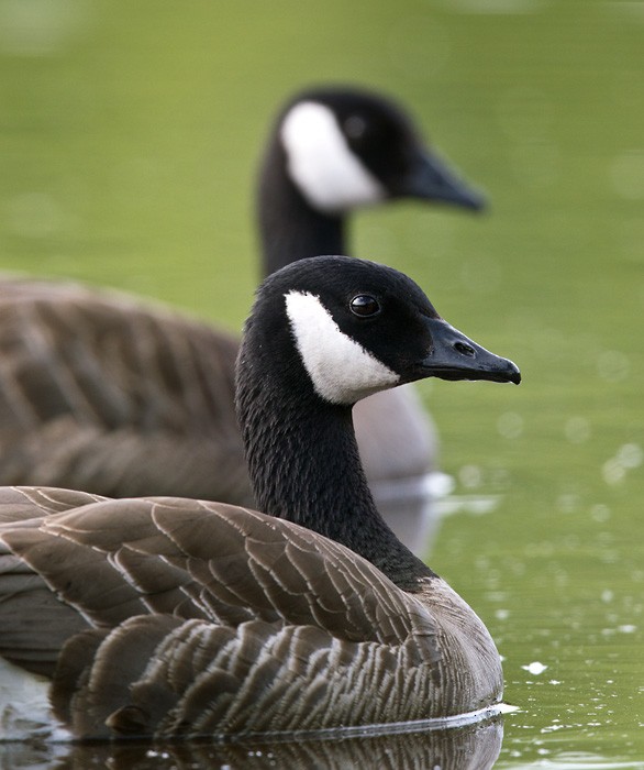 Canada Goose (canadensis Group) - Lars Petersson | My World of Bird Photography